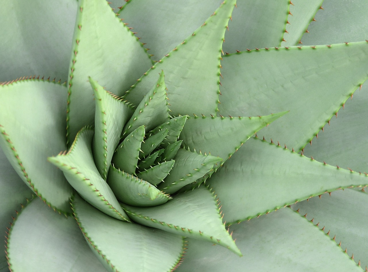 Hoe exotische planten je thuiswerkplek kunnen verbeteren